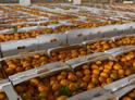 Более 25 тысяч тонн мандаринов экспортировано из Абхазии в Россию