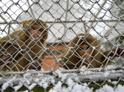 Обезьяний питомник подготовили к похолоданию в Сухуме