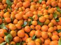 Более 31 тыс. тонн мандаринов вывезено из Абхазии с начала цитрусового сезона 