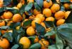 32 тыс. тонн мандаринов вывезено из Абхазии с начала цитрусового сезона 