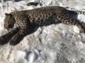 Драма на охоте: очевидец рассказал подробности гибели леопарда в Абхазии
