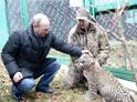 Центр восстановления леопардов в Сочи на грани закрытия