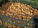 Отменены вывозные пошлины на орех фундук