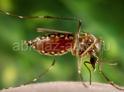 На черноморском побережье возросла популяция комаров - переносчиков смертельных инфекций